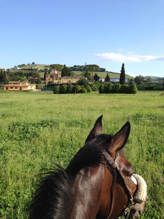 Agriturismo Villa Irelli Castellalto Bagian luar foto