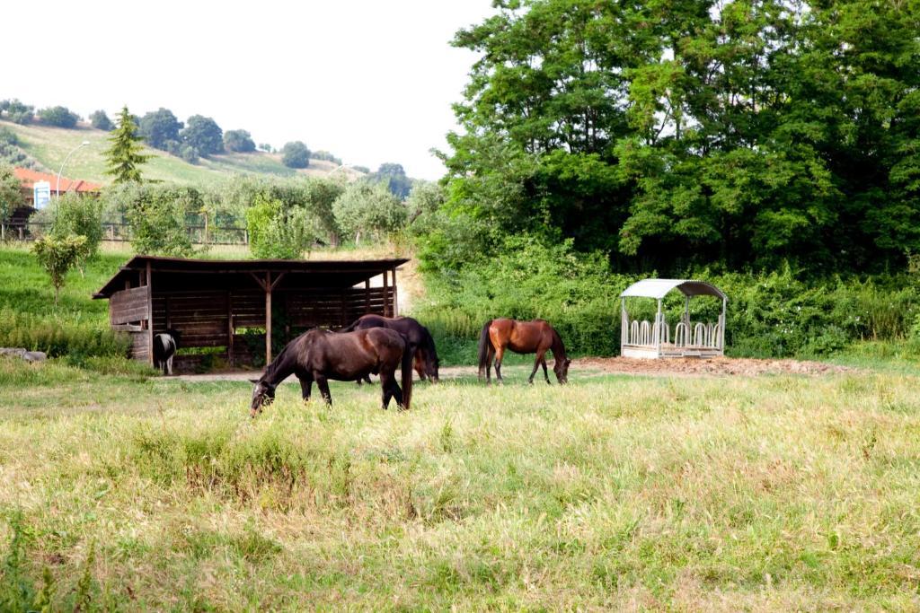 Agriturismo Villa Irelli Castellalto Bagian luar foto